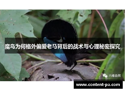 魔鸟为何格外偏爱老马背后的战术与心理秘密探究